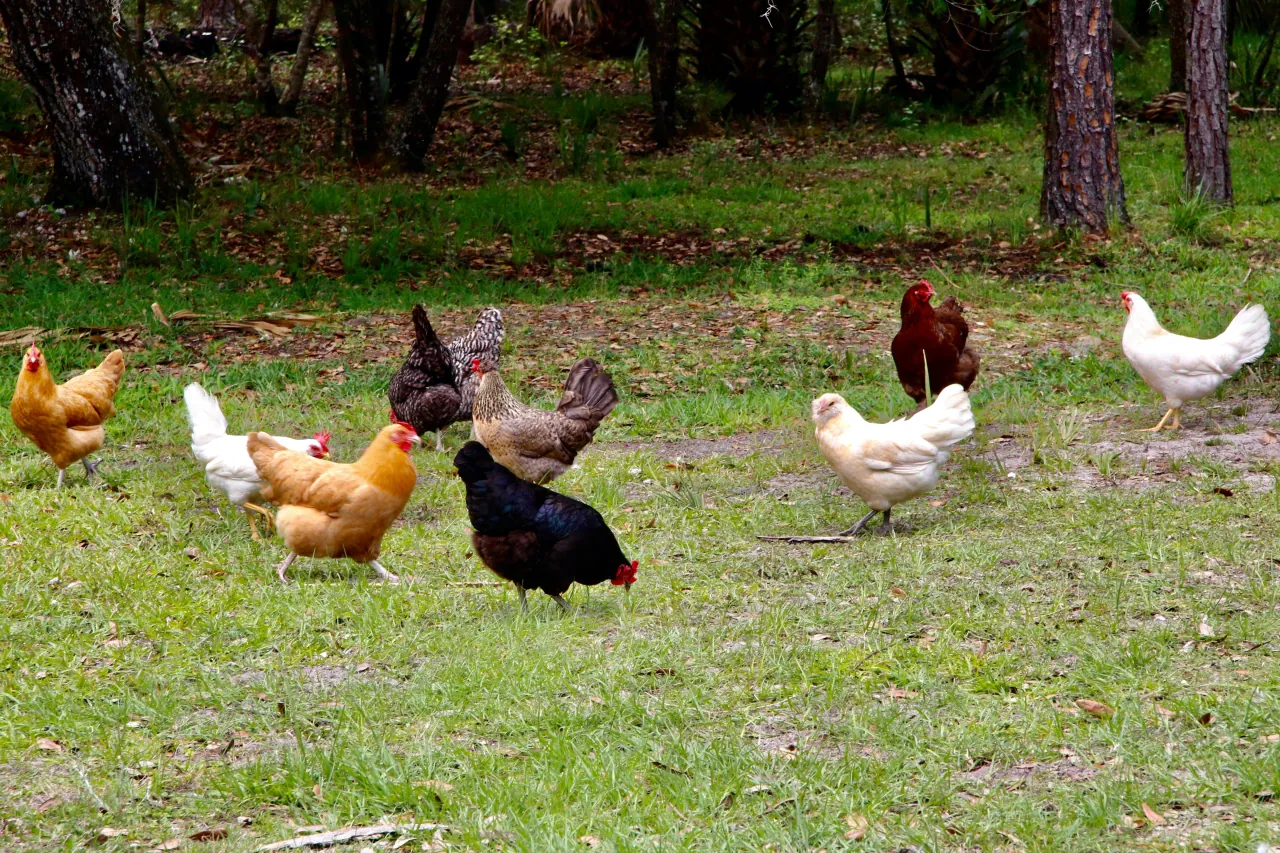 Verschillende kippen op grasveld