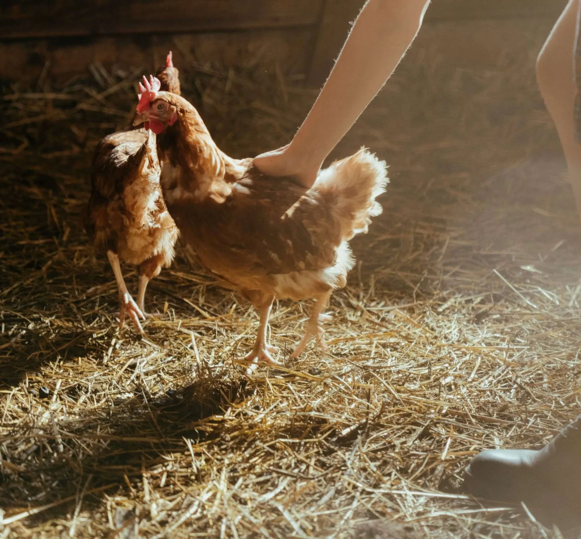 Een kip in een kippenhok wordt geaaid