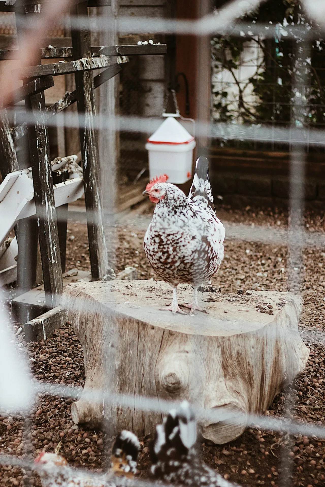 zwart/witte kip in ren