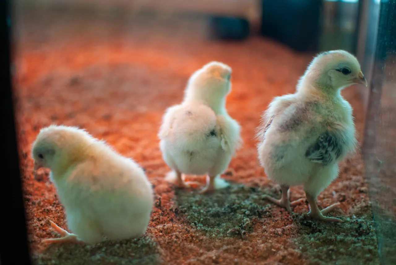 Kleine kuikens onder een warmtelamp