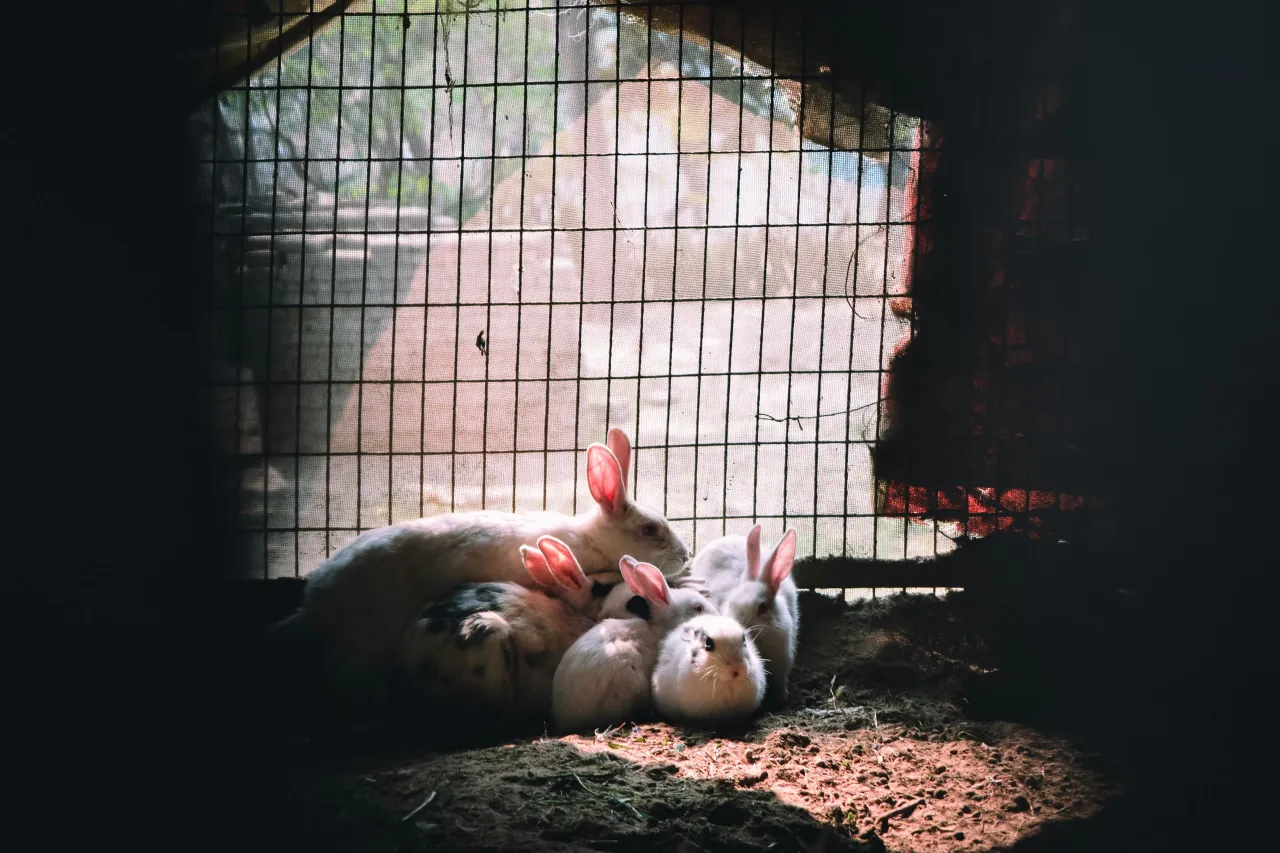 Paar konijnen in een hok