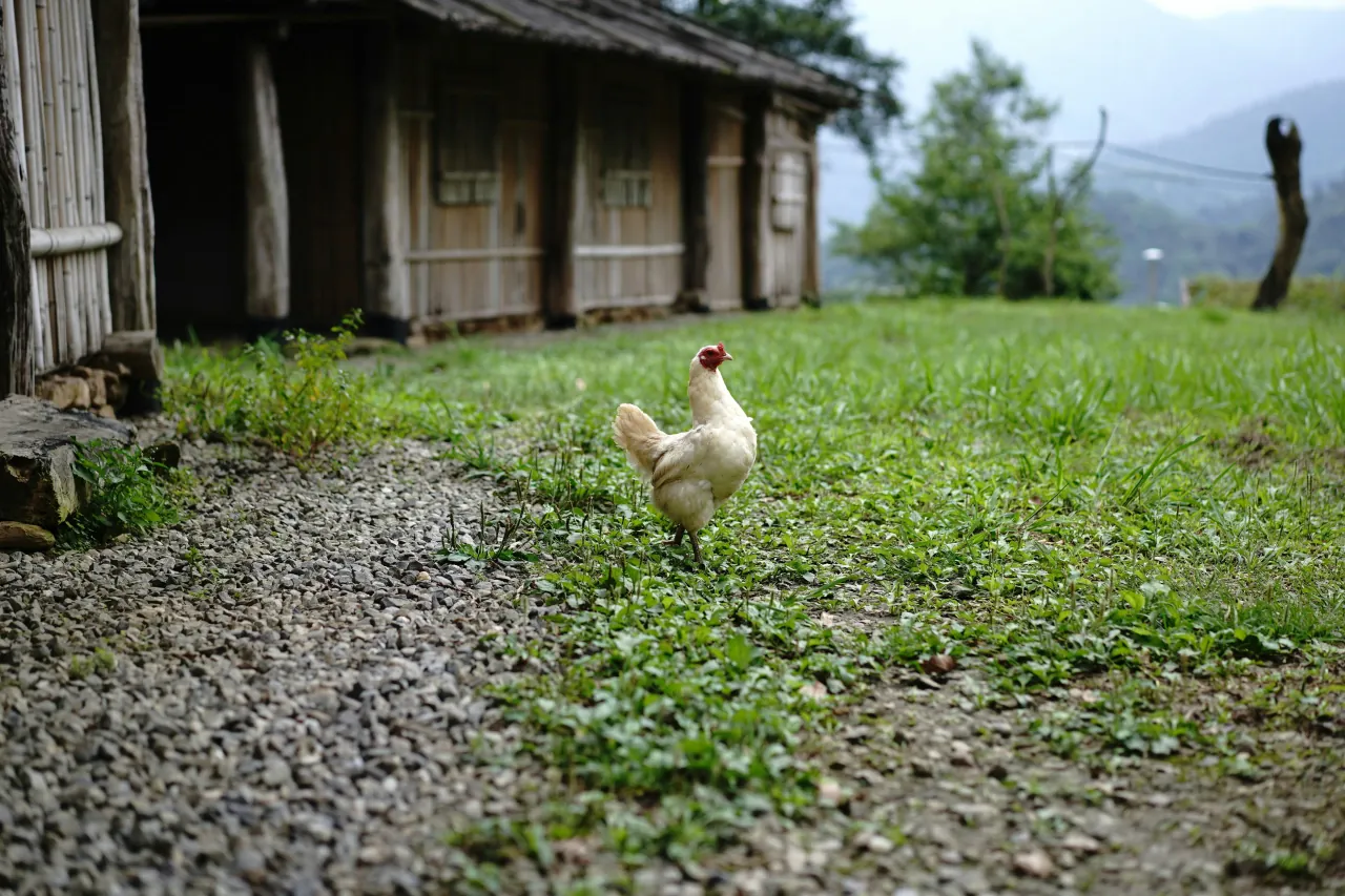 Witte kip op grasveld