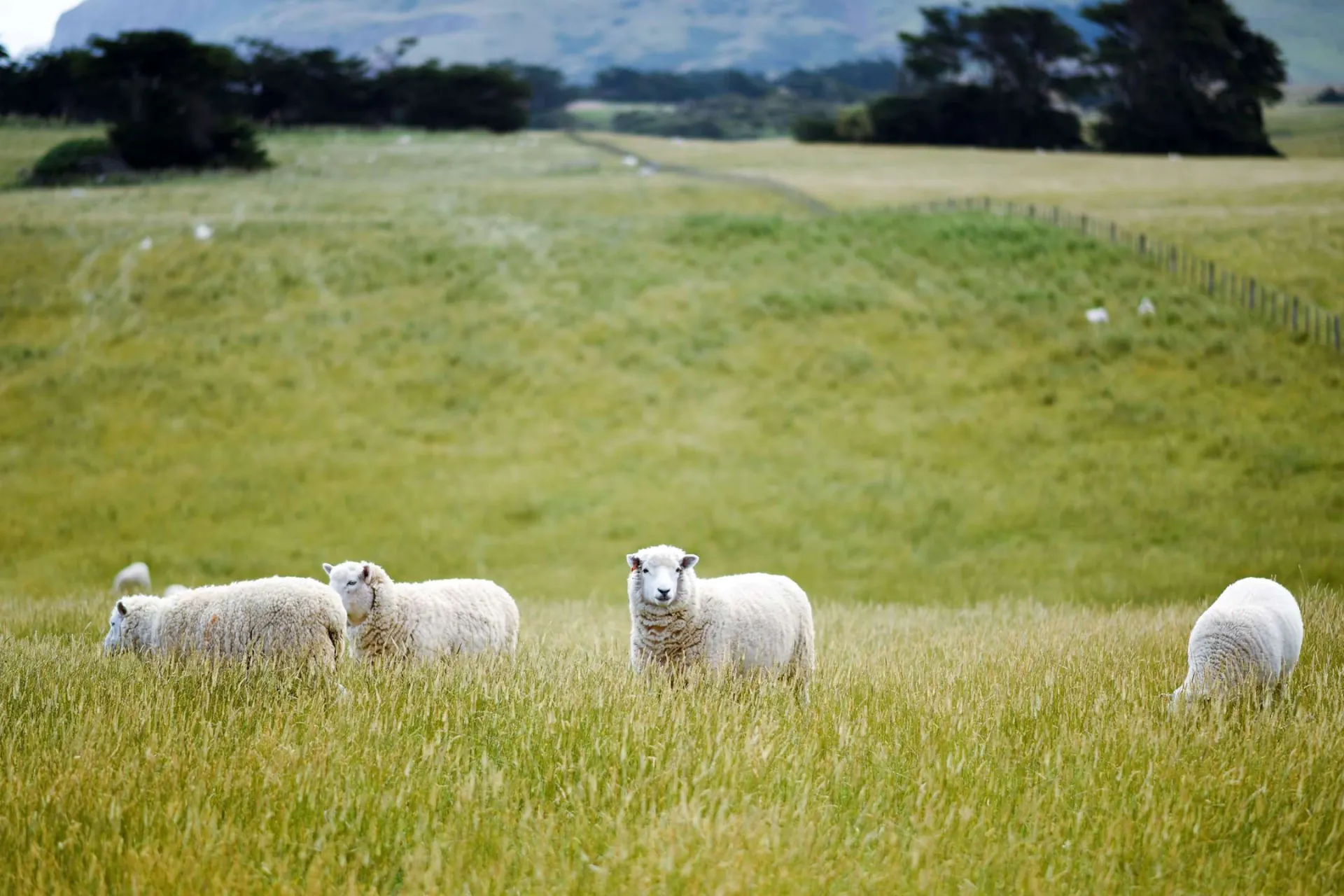 Schapen in een grote weide