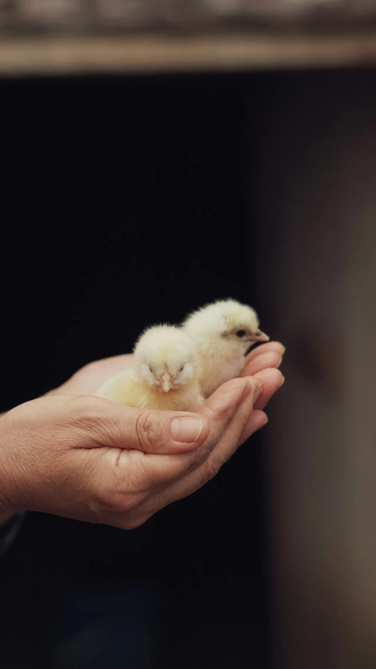 2 kleine kuikens op een hand