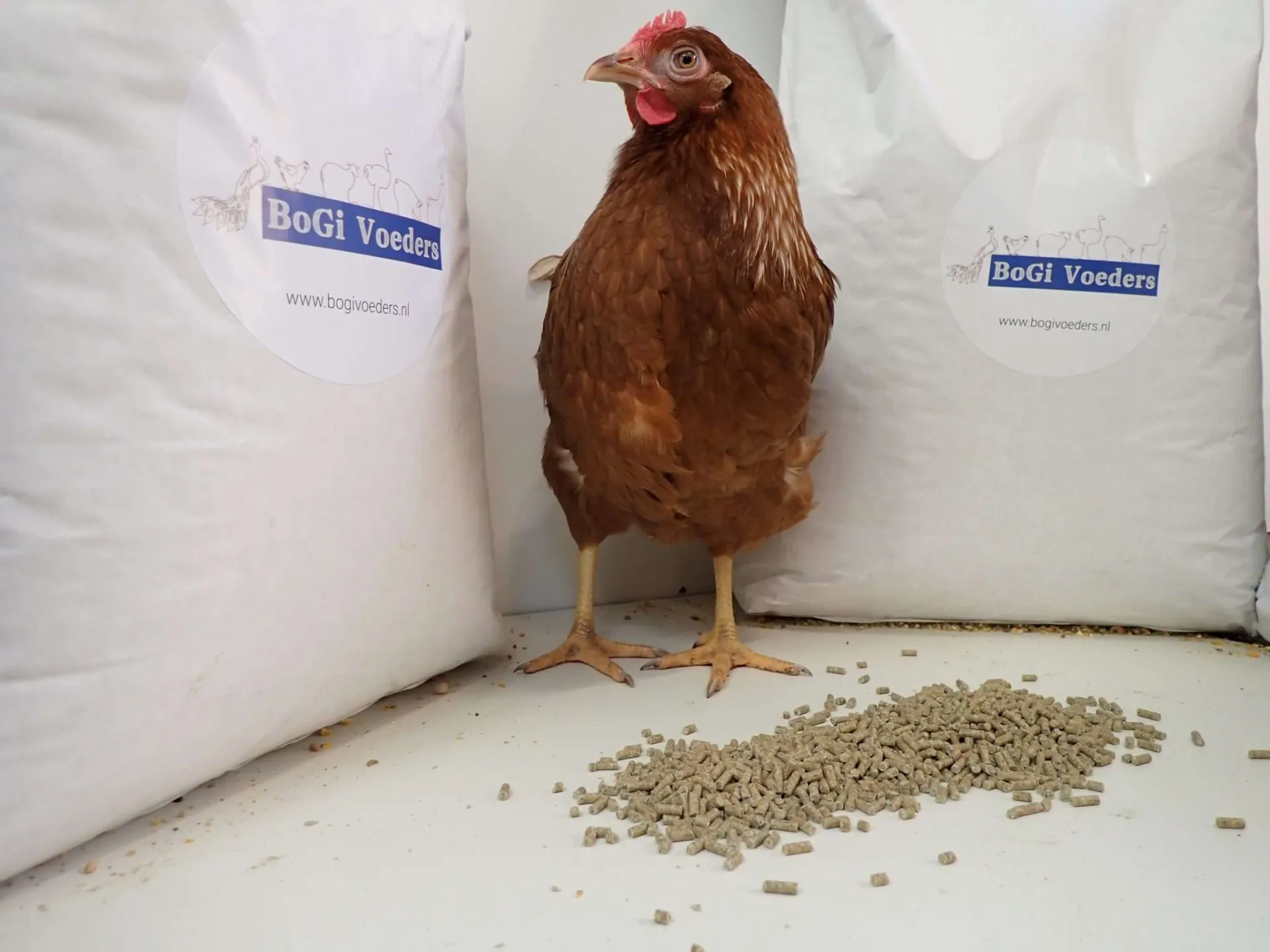 Een kip staat tussen 2 voerzakken van BoGI Voeders