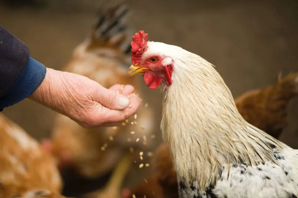 Een kip eet voer uit een hand