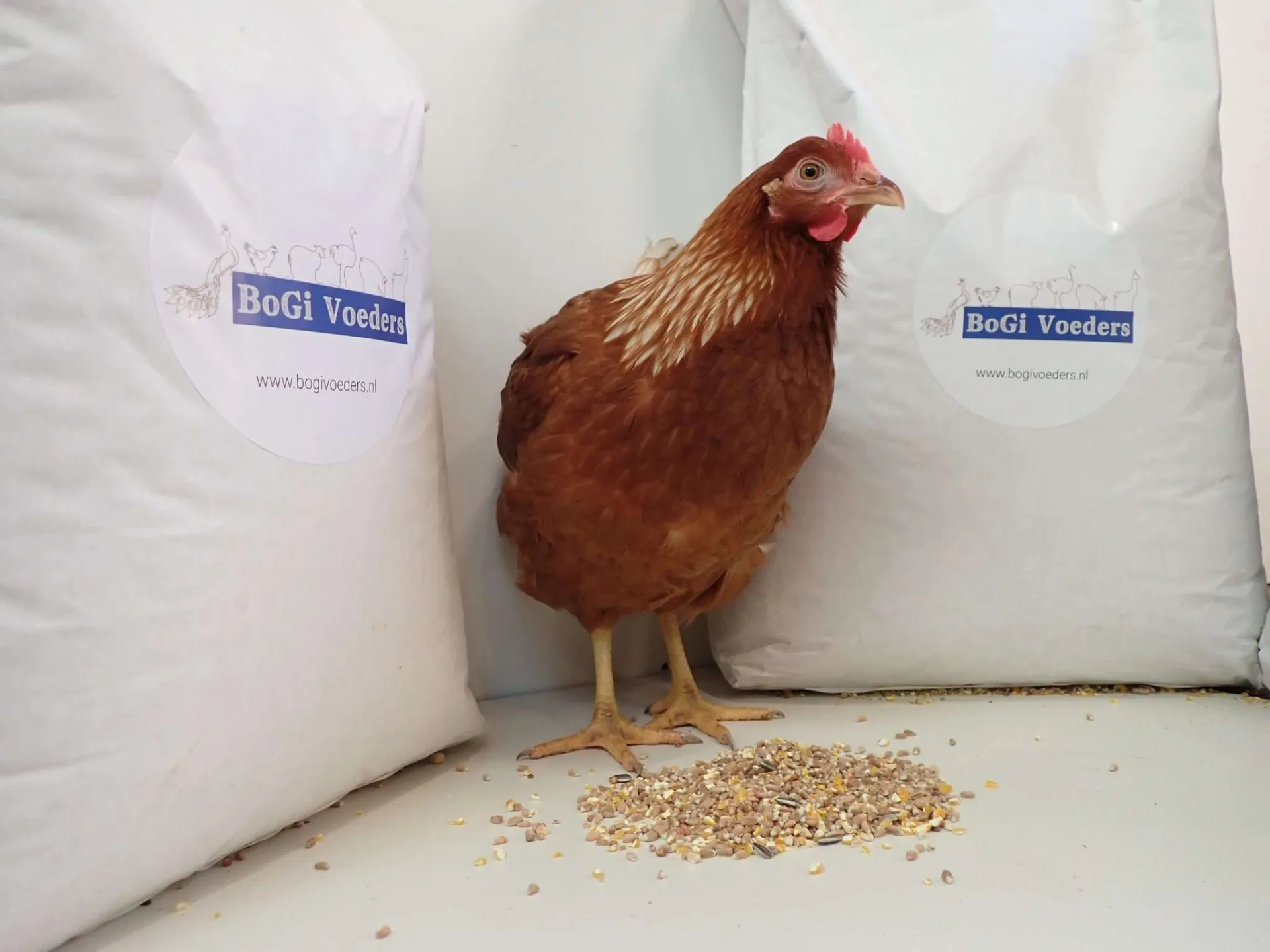 Een kip staat tussen 2 voerzakken van BoGI Voeders